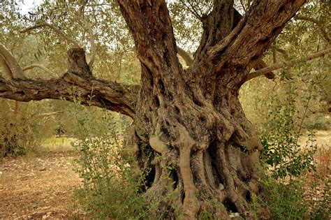 African Olivewood moisture meter|olive tree wood.